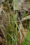 Whiteting sedge